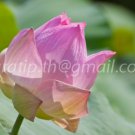 photo beautiful lotus