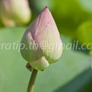 photo beautiful lotus