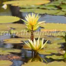 photo beautiful lotus