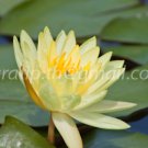 photo beautiful lotus