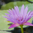 photo beautiful lotus