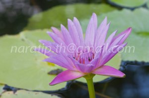 photo beautiful lotus