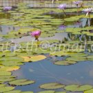 photo beautiful lotus