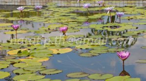 photo beautiful lotus