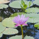 photo beautiful lotus