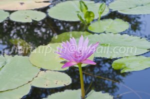 photo beautiful lotus
