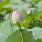 photo beautiful lotus
