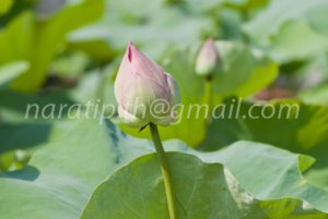 photo beautiful lotus