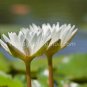 photo beautiful lotus