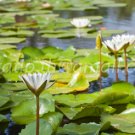 photo beautiful lotus