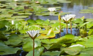 photo beautiful lotus