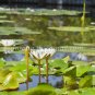 photo beautiful lotus