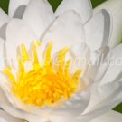 photo beautiful lotus