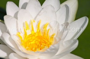 photo beautiful lotus