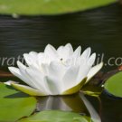 photo beautiful lotus