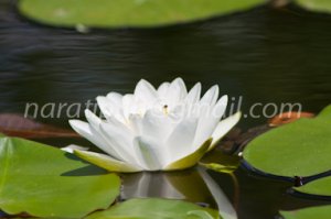 photo beautiful lotus