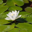 photo beautiful lotus