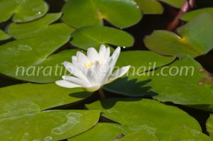 photo beautiful lotus