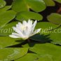 photo beautiful lotus