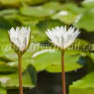 photo beautiful lotus