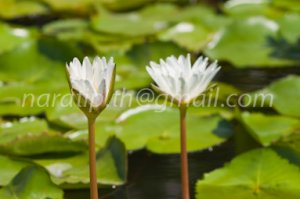 photo beautiful lotus