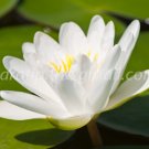 photo beautiful lotus