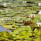 photo beautiful lotus