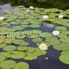 photo beautiful lotus