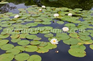 photo beautiful lotus