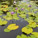 photo beautiful lotus