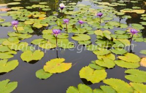 photo beautiful lotus