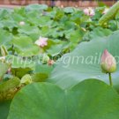 photo beautiful lotus