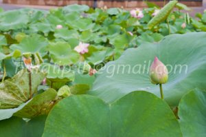 photo beautiful lotus