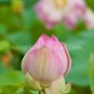 photo beautiful lotus