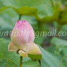 photo beautiful lotus