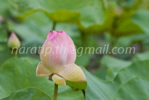 photo beautiful lotus