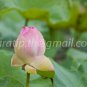 photo beautiful lotus