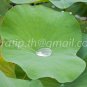 photo beautiful lotus