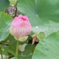 photo beautiful lotus