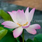 photo beautiful lotus