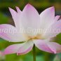 photo beautiful lotus