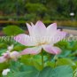 photo beautiful lotus
