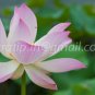 photo beautiful lotus