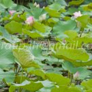 photo beautiful lotus