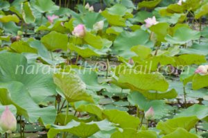 photo beautiful lotus