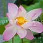 photo beautiful lotus