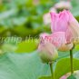 photo beautiful lotus
