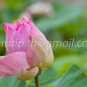 photo beautiful lotus