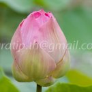 photo beautiful lotus