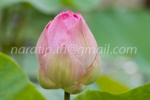 photo beautiful lotus